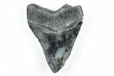 Serrated, Fossil Megalodon Tooth - South Carolina #171078-1